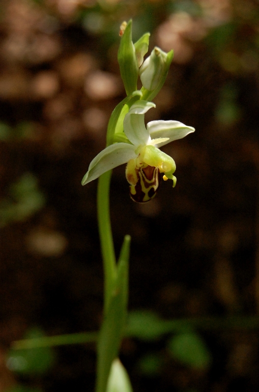 A caccia di orchidee tra i boschi dell''Appennino laziale